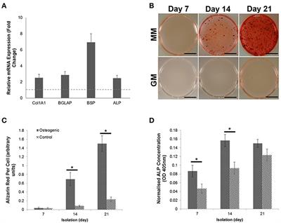 Osteoblast-Derived Vesicle Protein Content Is Temporally Regulated During Osteogenesis: Implications for Regenerative Therapies